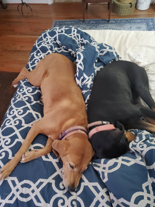 Animal Magnetism, Why People Are So in Love with Their Pets